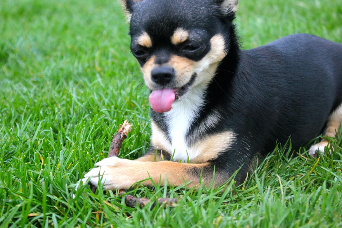 Chihuahua Chilli billede 4