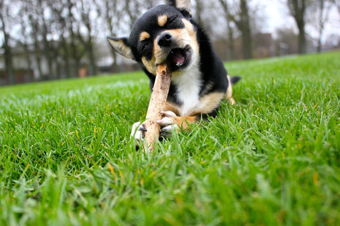 Chihuahua Chilli billede 8