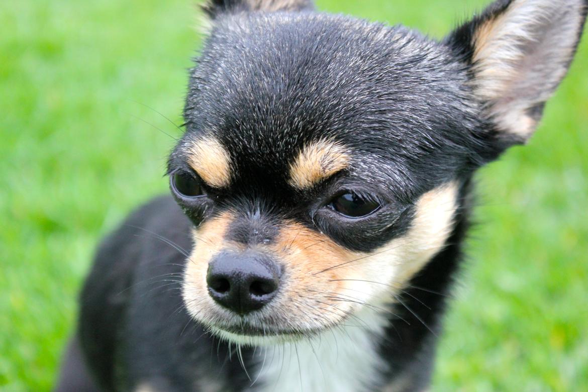 Chihuahua Chilli billede 9