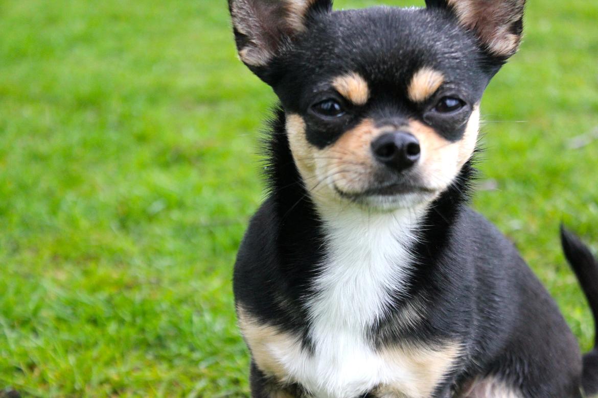 Chihuahua Chilli billede 10