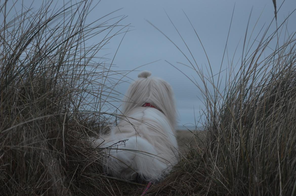 Coton de tulear Daisy billede 3