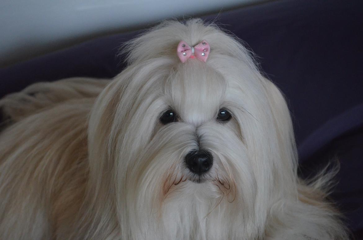 Coton de tulear Daisy billede 10