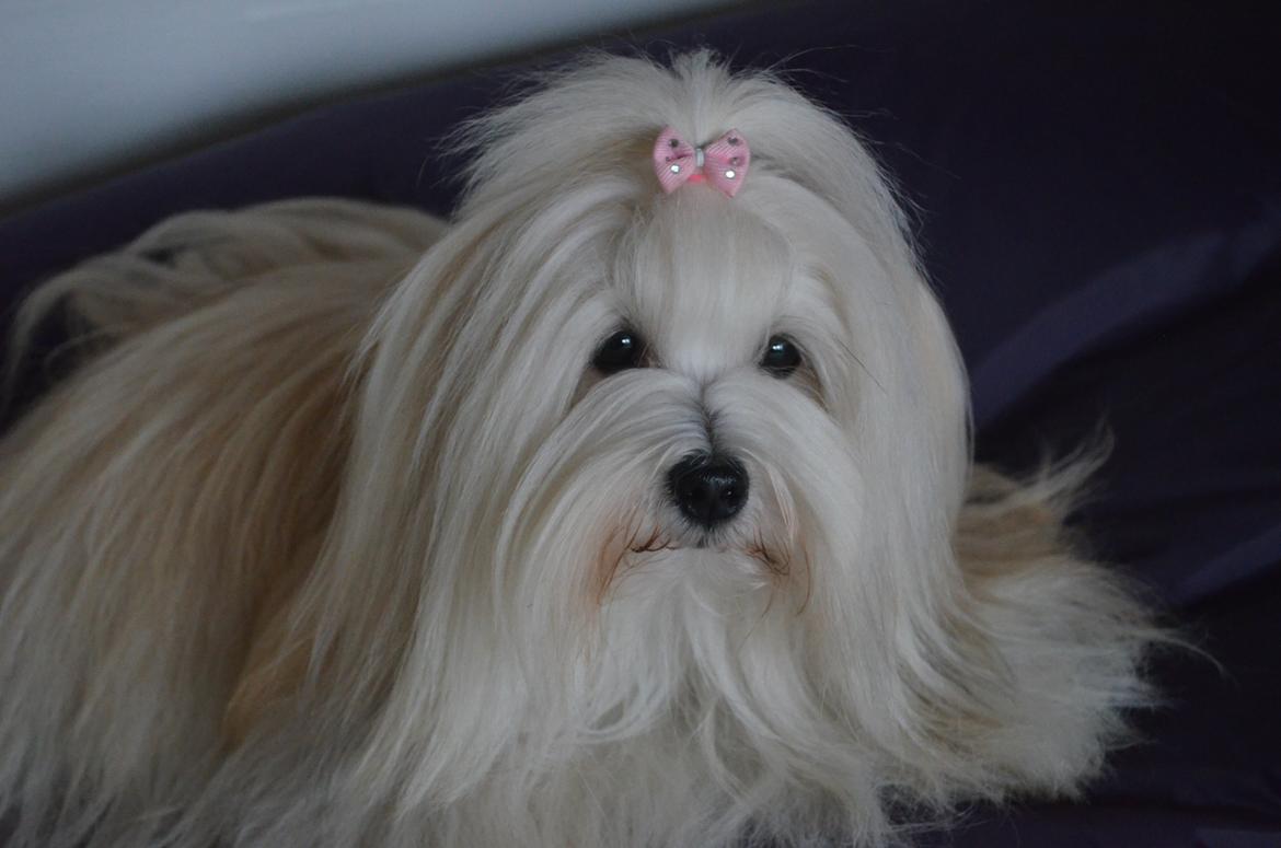 Coton de tulear Daisy billede 12