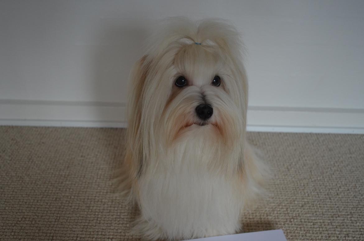 Coton de tulear Daisy billede 9