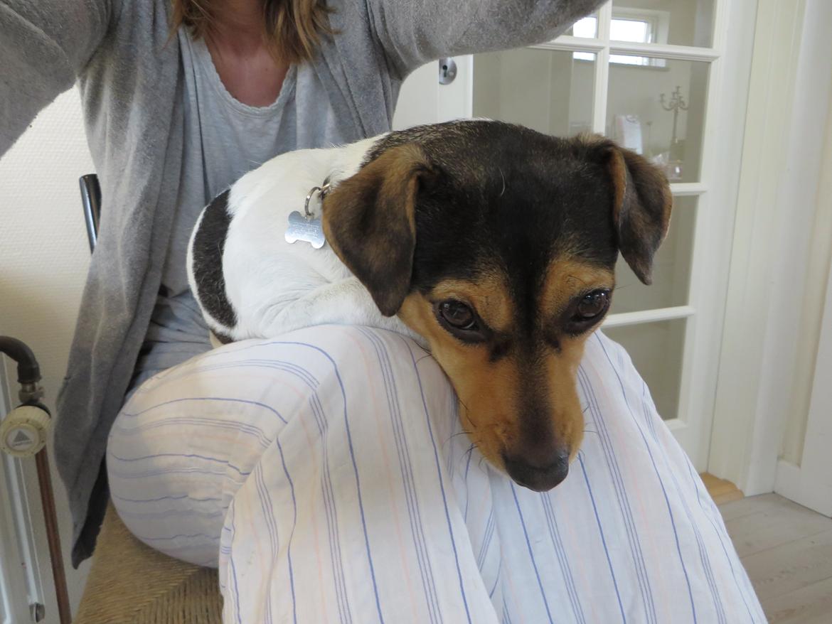 Dansk svensk gaardhund Freya billede 2