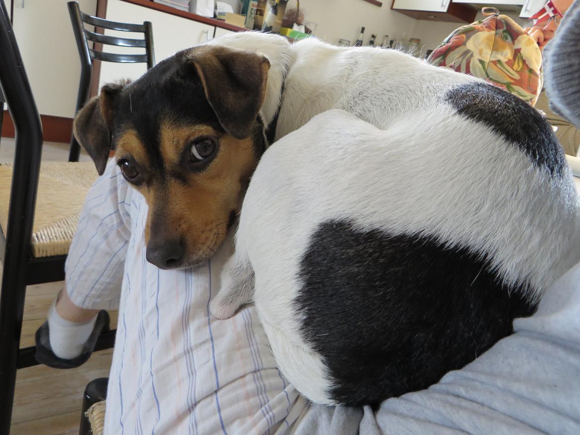 Dansk svensk gaardhund Freya billede 4