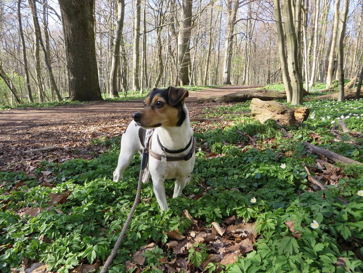 Dansk svensk gaardhund Freya billede 6
