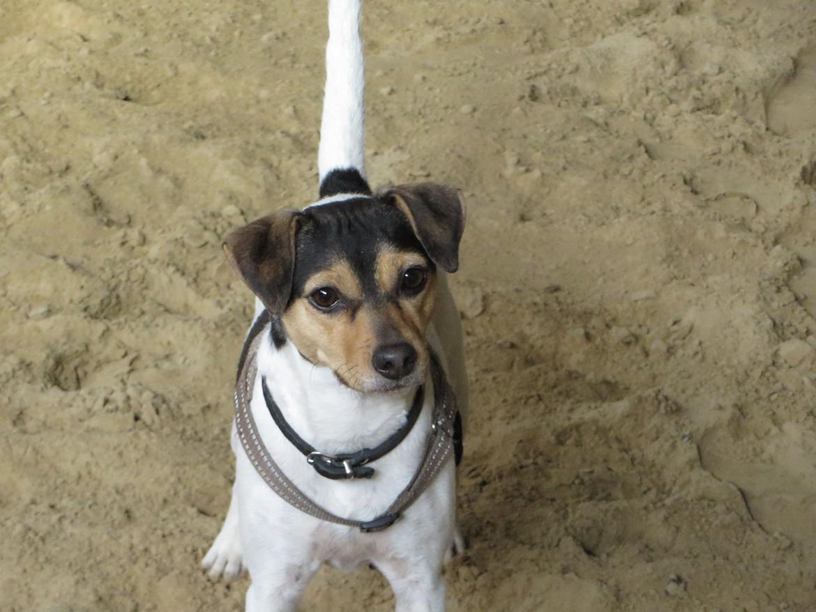 Dansk svensk gaardhund Freya billede 8