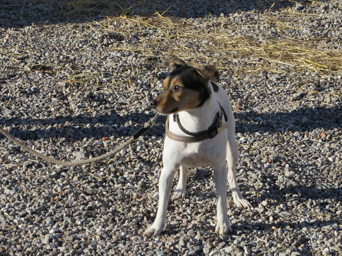 Dansk svensk gaardhund Freya billede 10