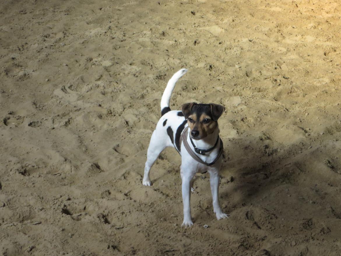 Dansk svensk gaardhund Freya billede 11