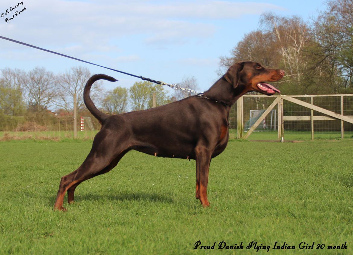 Dobermann DKKV13 AJW13 LUCH Proud Danish Flying Indian Girl billede 8