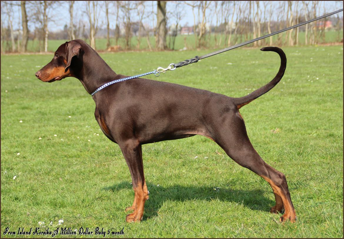 Dobermann LJCH From Island Korsika A Mill. $ Baby (Cocio) billede 6