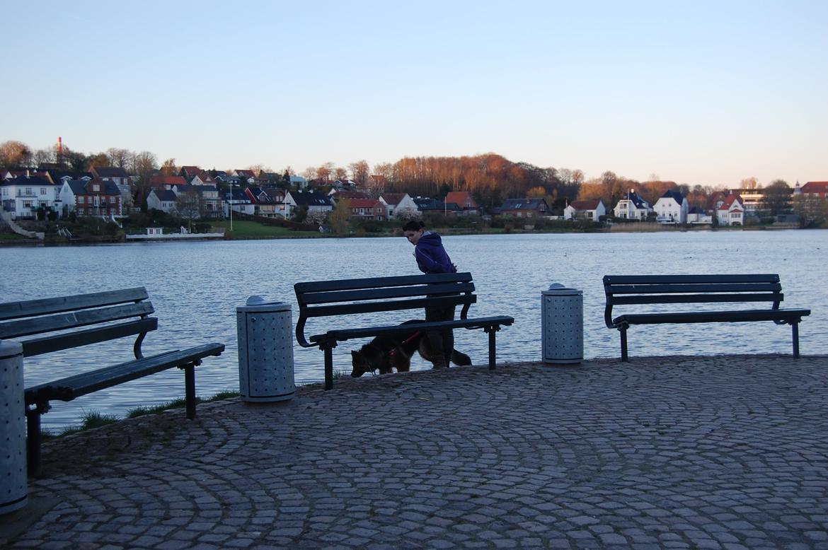 Schæferhund Ivanhoes Ameenah billede 5