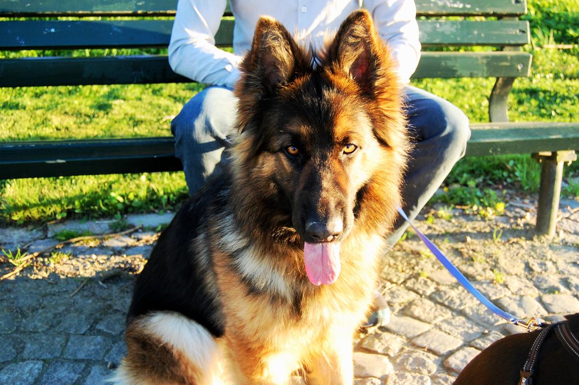 Schæferhund Ivanhoes Ameenah billede 1