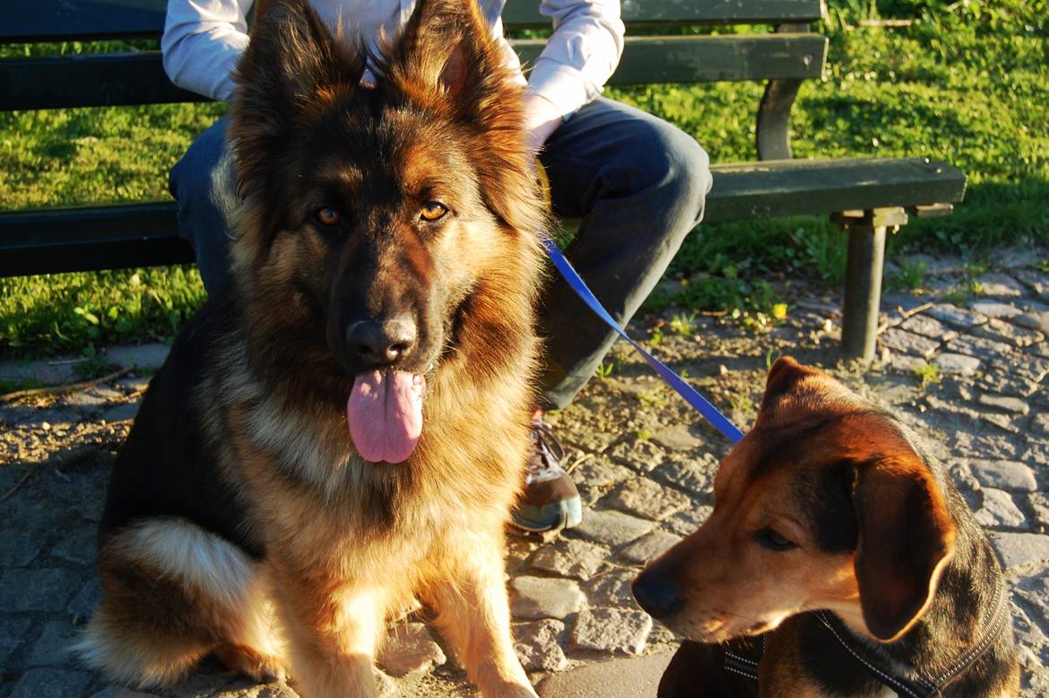 Schæferhund Ivanhoes Ameenah billede 2