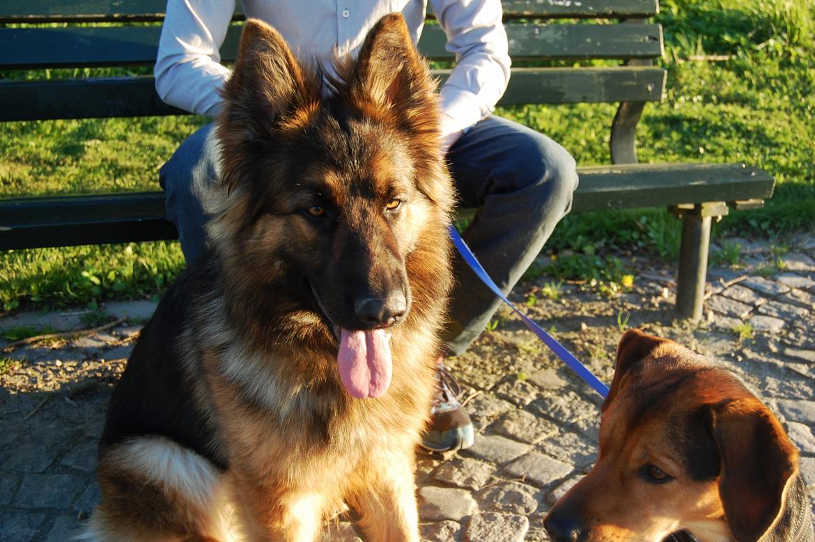 Schæferhund Ivanhoes Ameenah billede 3