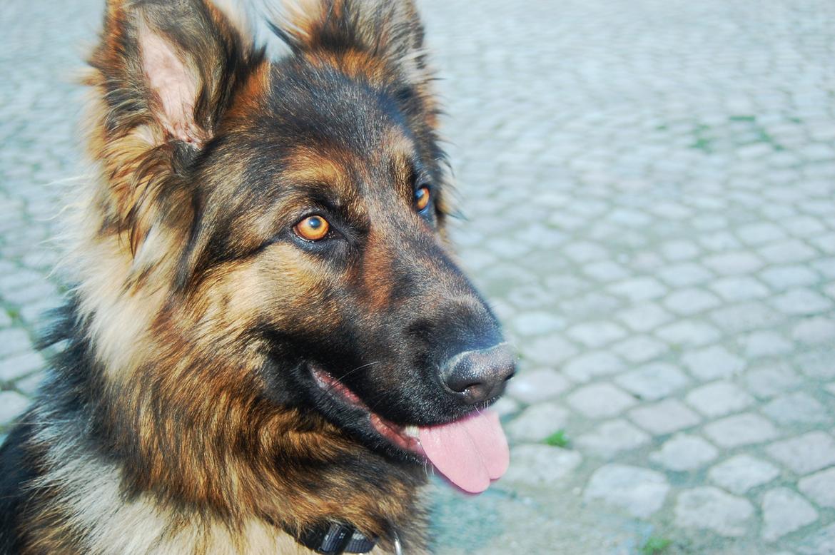 Schæferhund Ivanhoes Ameenah billede 4