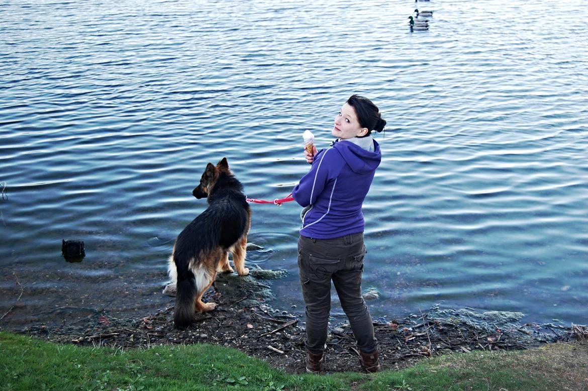 Schæferhund Ivanhoes Ameenah billede 6
