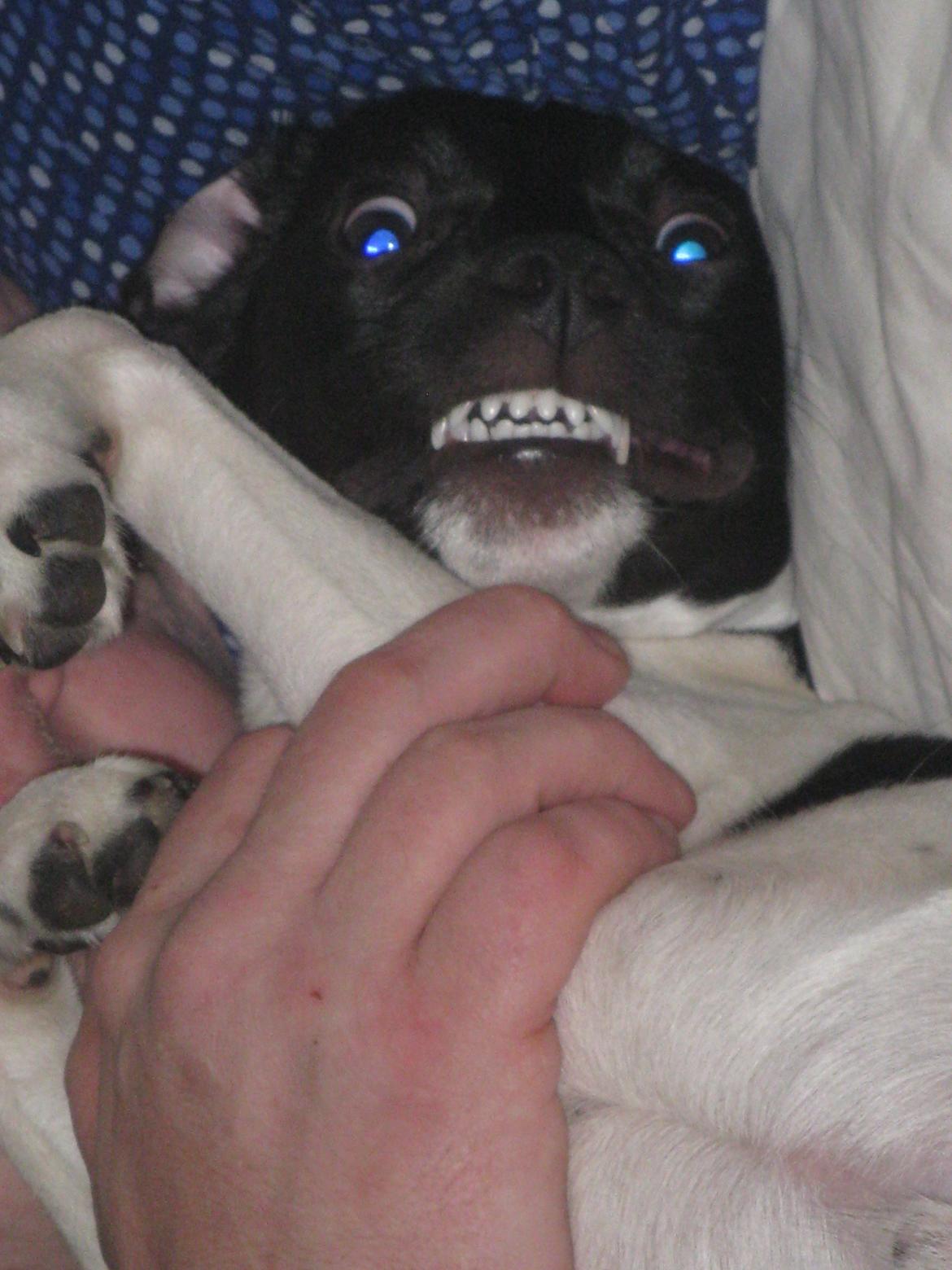 Dansk svensk gaardhund Hermann - 6 måneder billede 11