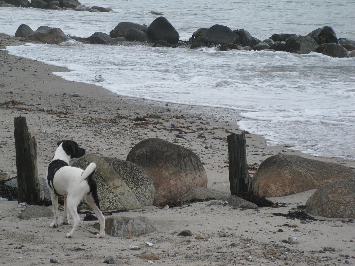 Dansk svensk gaardhund Hermann - 6 måneder billede 13