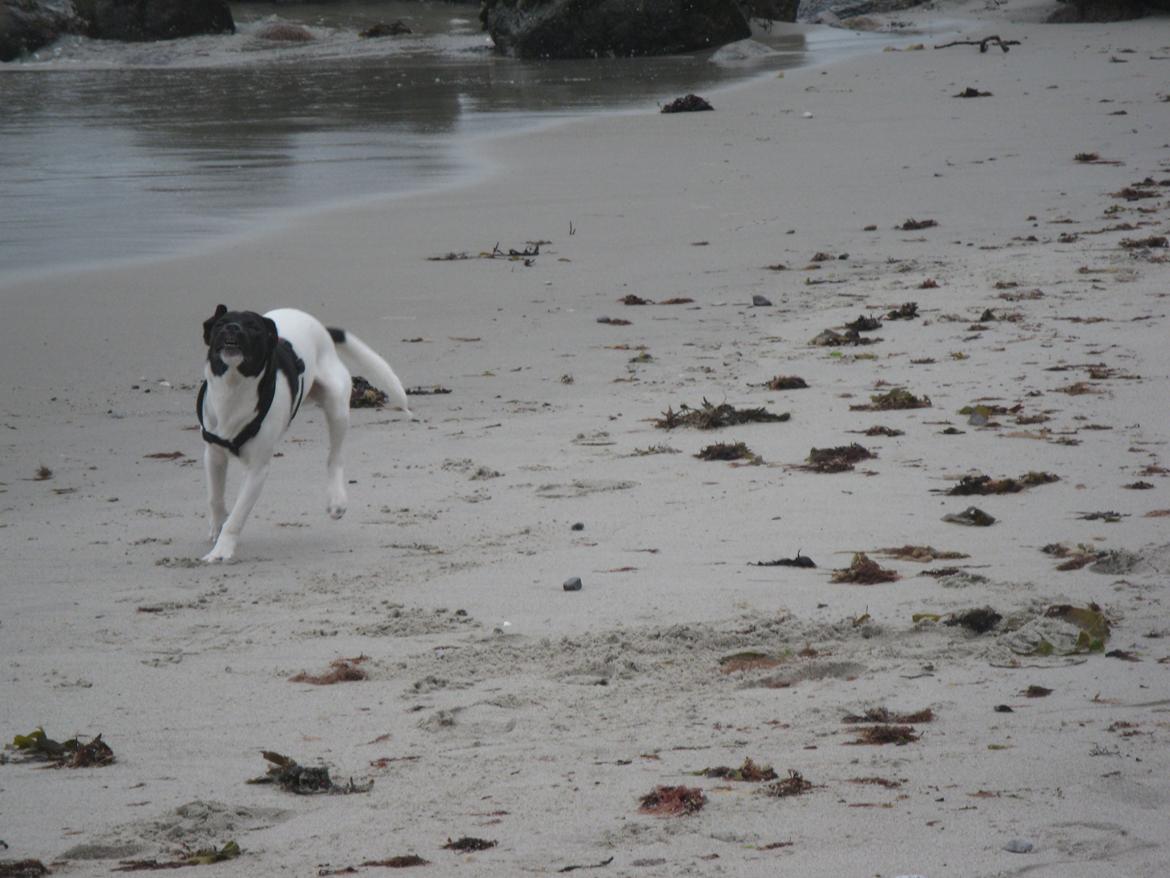 Dansk svensk gaardhund Hermann - 6 måneder billede 12