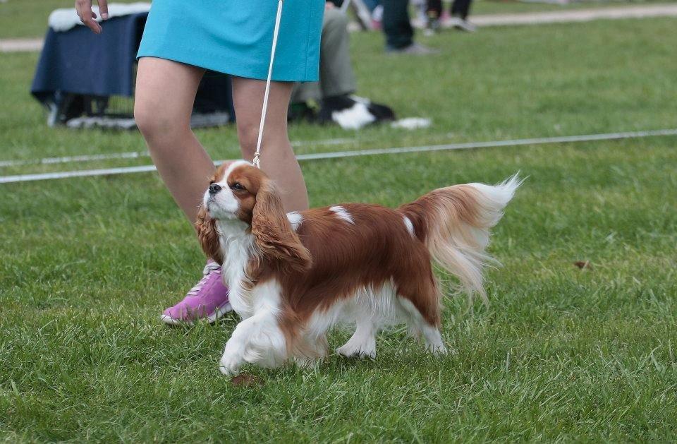Cavalier king charles spaniel Murnley´s Bijou Avenue - Bijou - Bijou maj 2013 <3 billede 15