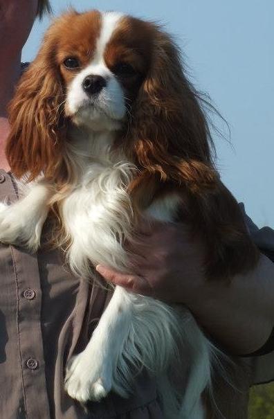 Cavalier king charles spaniel Murnley´s Bijou Avenue - Bijou billede 16