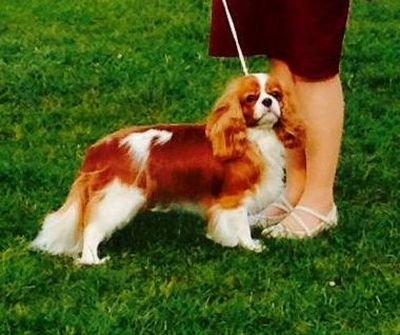 Cavalier king charles spaniel Murnley´s Bijou Avenue - Bijou - Bijou marts 2014 <3 billede 1
