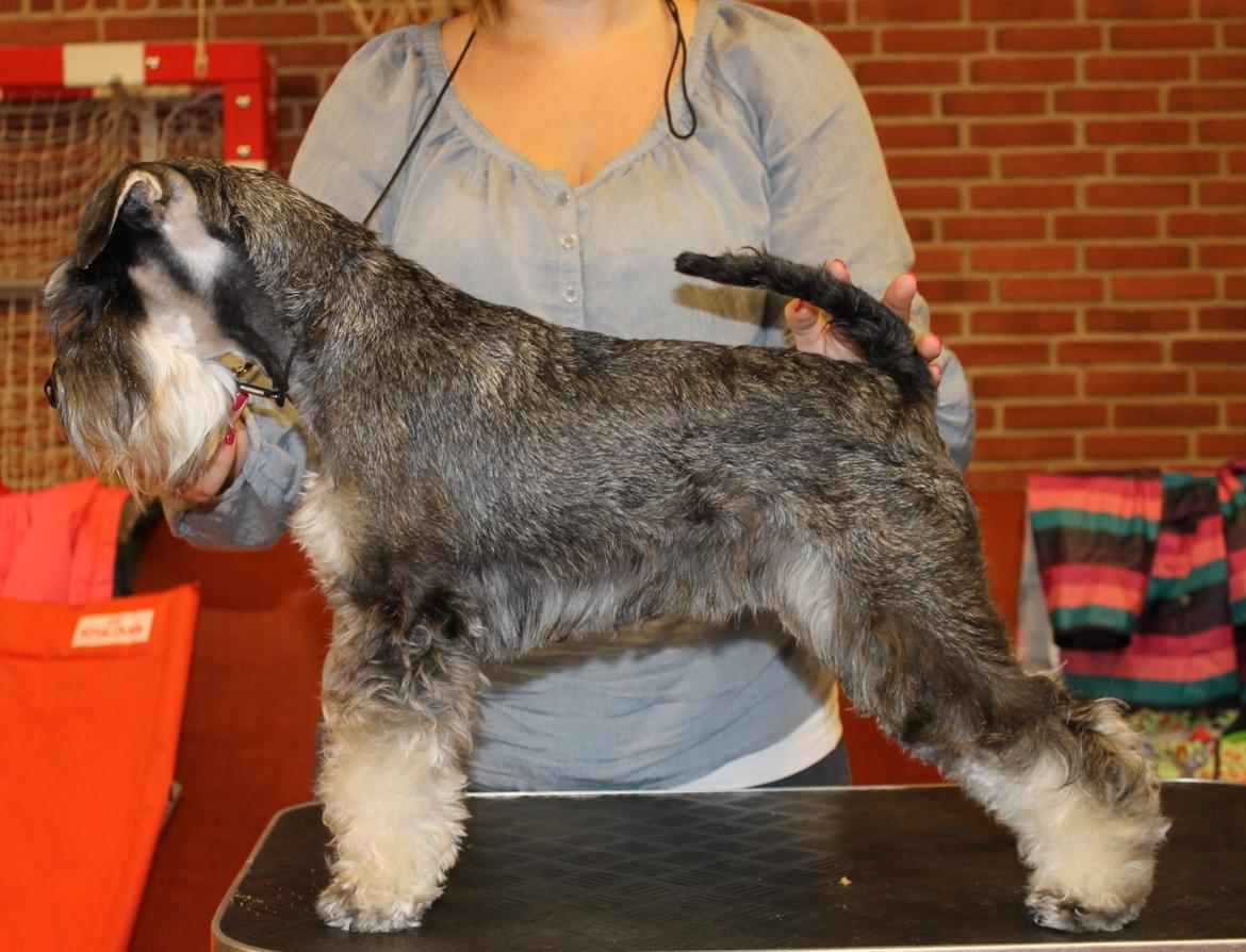 Dvaergschnauzer Klondaikes Adagio kaldet Pixie billede 6
