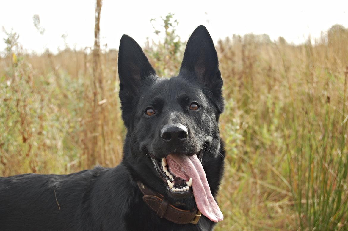 Schæferhund Nelly *AKA* Terroristen. - altid glad og lækker! billede 16