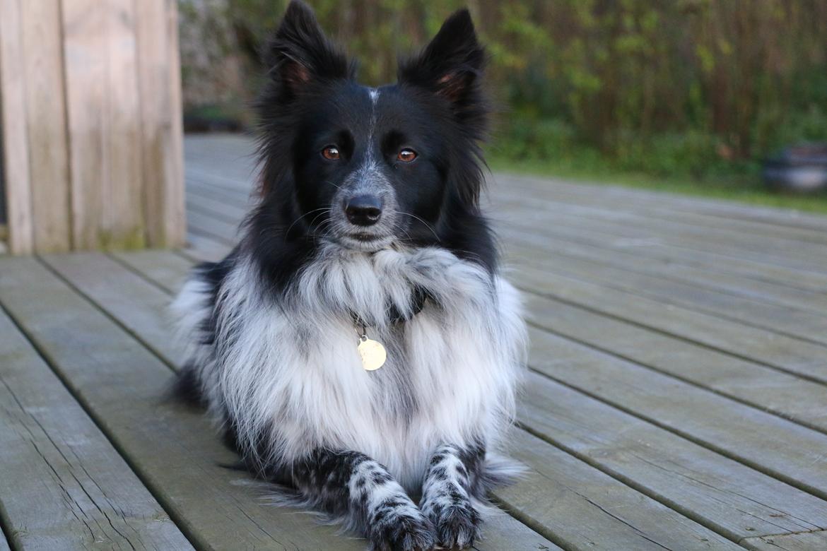 Blanding af racer Chili billede 45