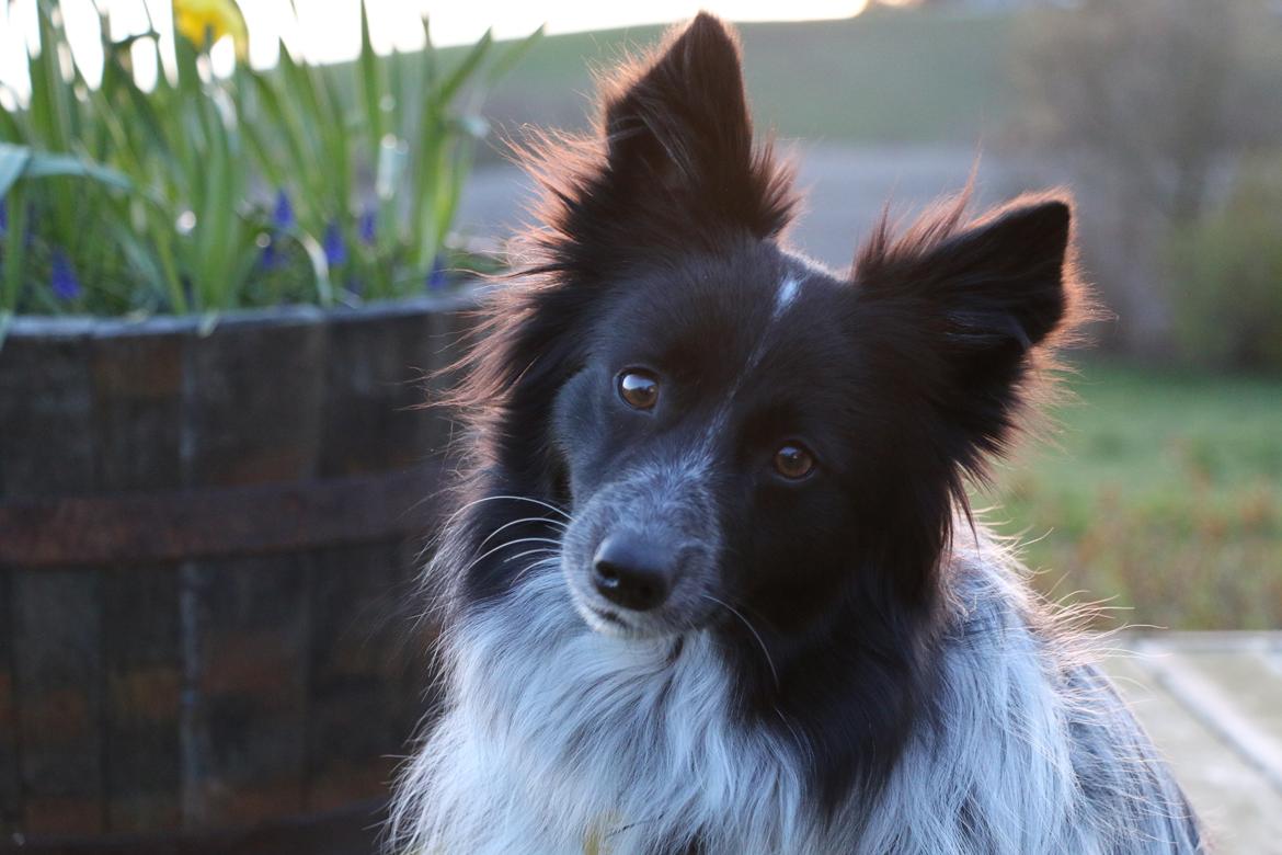 Blanding af racer Chili billede 49