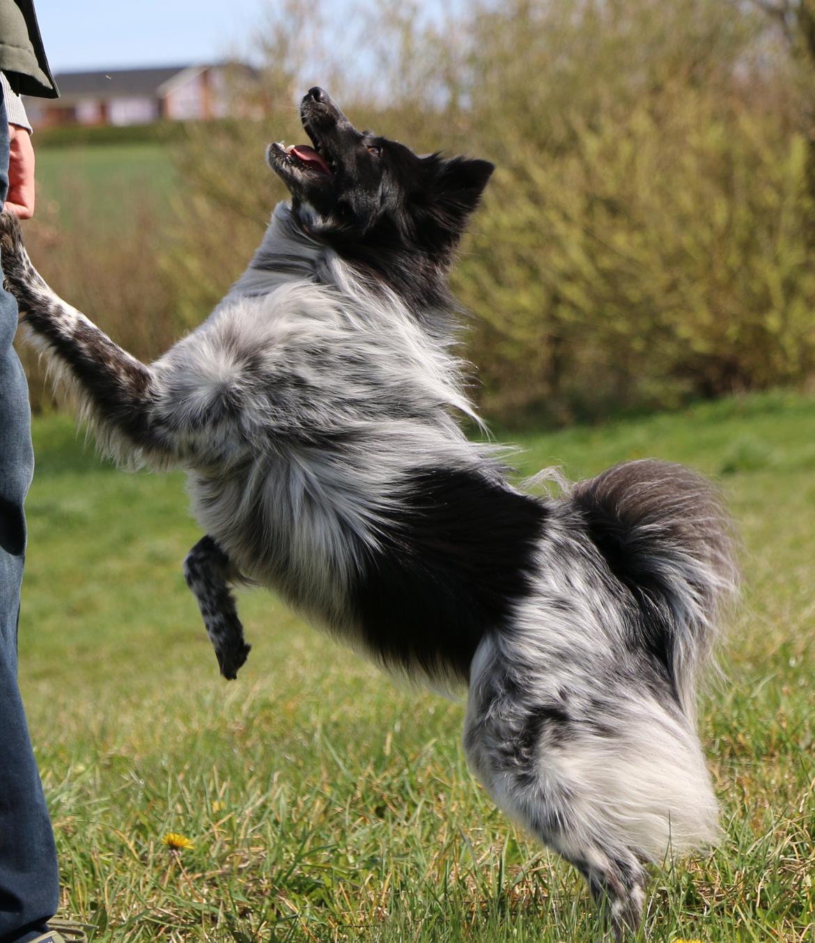 Blanding af racer Chili billede 36