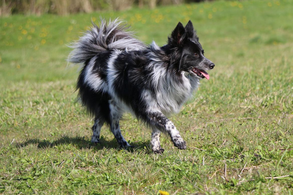 Blanding af racer Chili billede 46