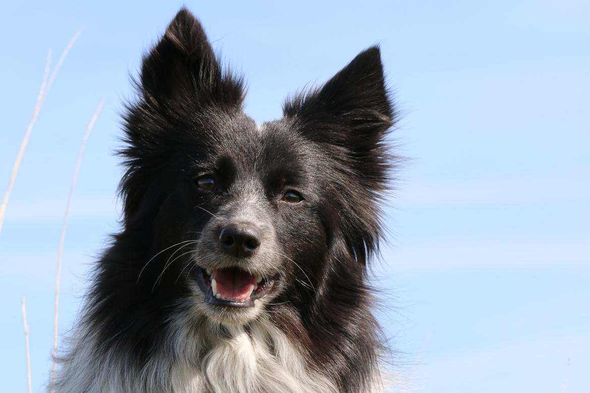 Blanding af racer Chili billede 44