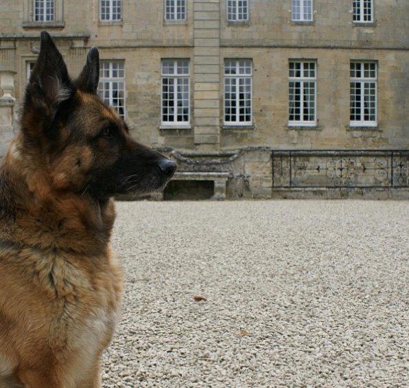 Schæferhund Unna billede 3