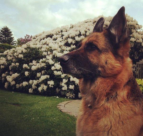 Schæferhund Unna billede 4