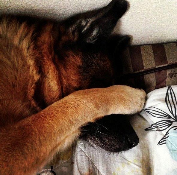 Schæferhund Unna billede 5