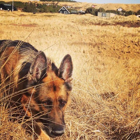 Schæferhund Unna billede 7