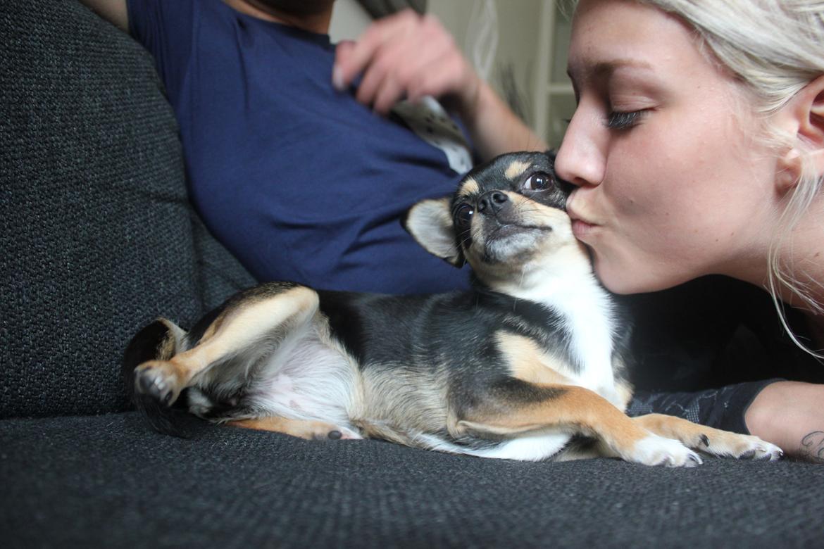 Chihuahua Chilli - Lille møs til min lille pige  billede 11