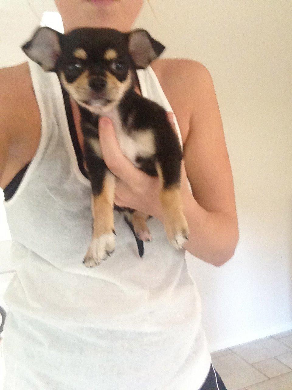 Chihuahua Chilli billede 12