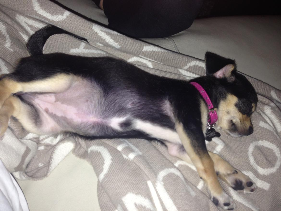 Chihuahua Chilli - Som lille hvalp  billede 13