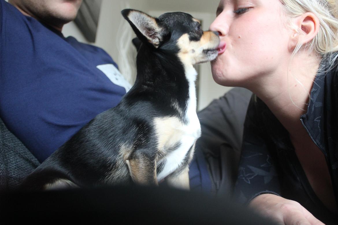 Chihuahua Chilli billede 14