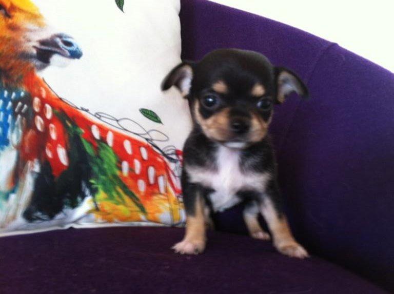 Chihuahua Chilli billede 16