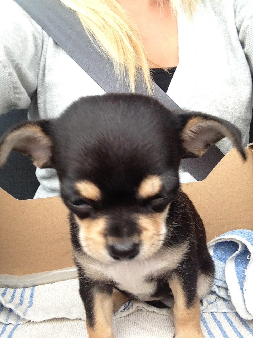 Chihuahua Chilli billede 17