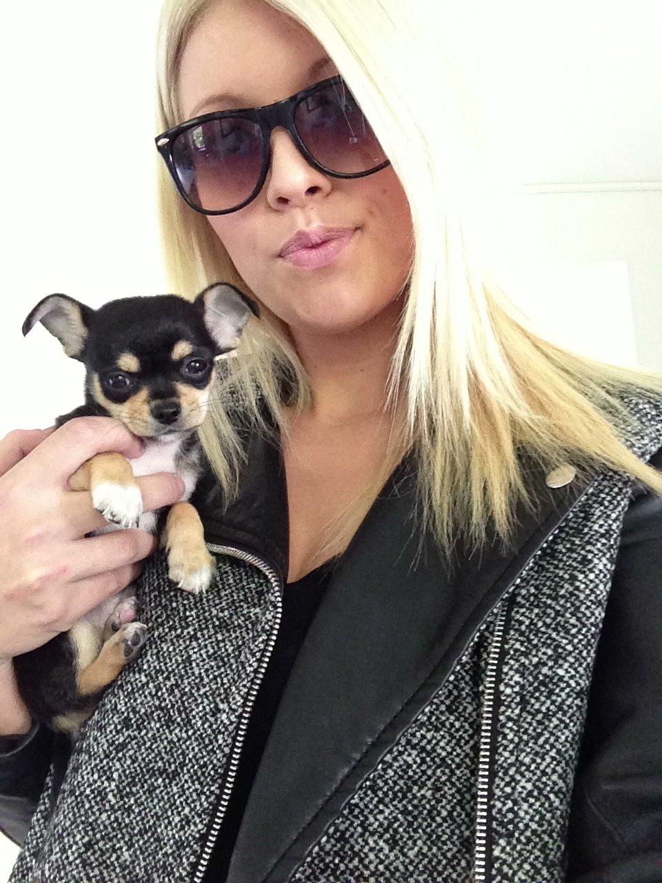 Chihuahua Chilli billede 18