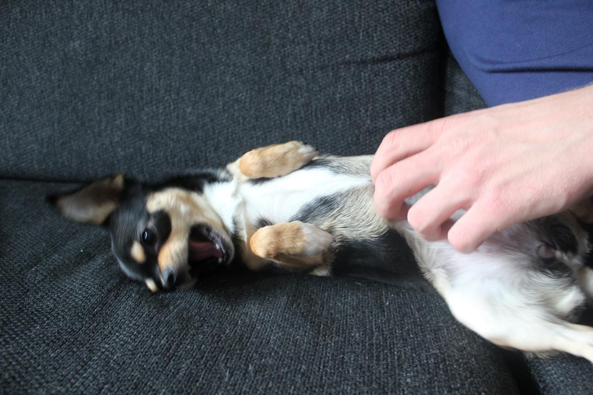 Chihuahua Chilli billede 15