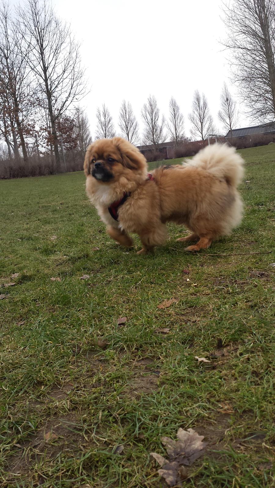 Tibetansk spaniel Chiko. billede 7