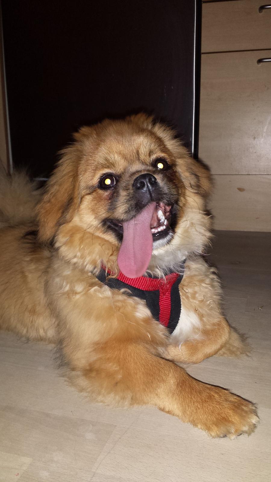 Tibetansk spaniel Chiko. billede 9