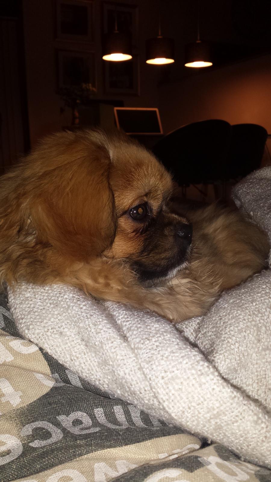 Tibetansk spaniel Chiko. billede 12